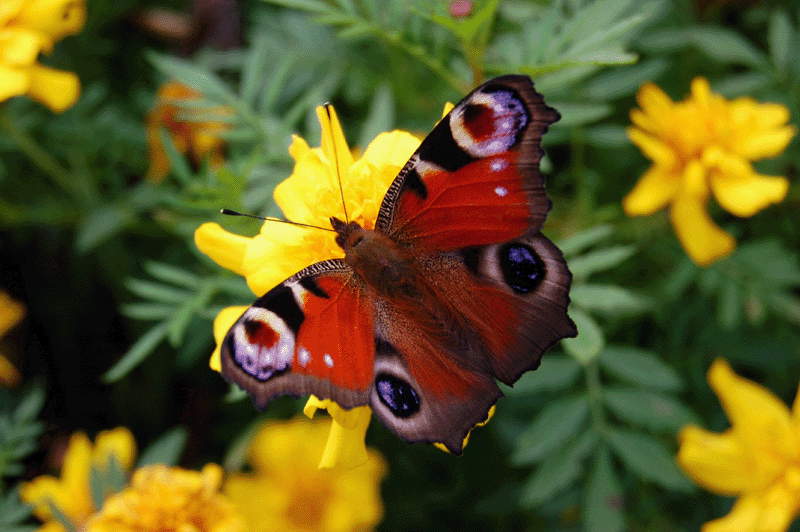 Kolorowy motyl - tak samo pożyteczny jak inne owady